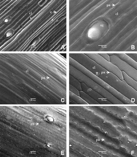 Fotomicrograf As De Meb De La Epidermis De La Lemma En Especies De