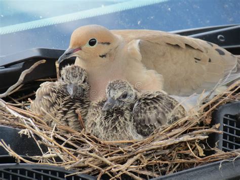 Dove with two babies. stock image. Image of baby, babies - 35336699