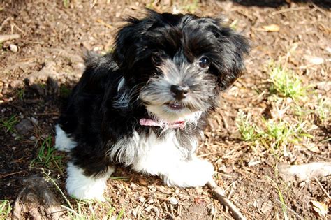 Havanese Puppies For Sale - Pet Adoption and Sales