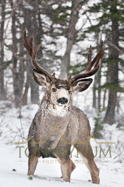 Mule Deer Buck Photographs — Tony Bynum Photography