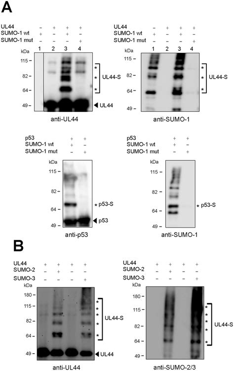 Sumoylation Of Ul In Vitro A To Analyze Ul Sumoylation In Vitro