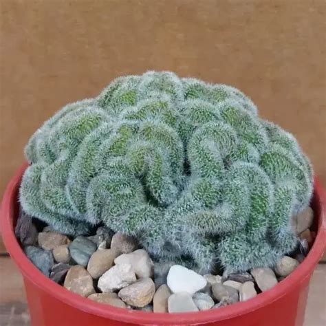 Mammillaria Elegans Crested Cactus Rare And Collectors Plants