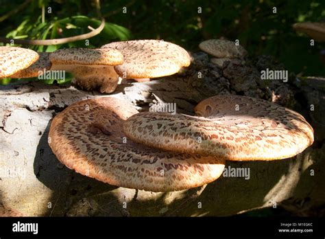 Schuppiger Schwarzfussporling Immagini E Fotografie Stock Ad Alta