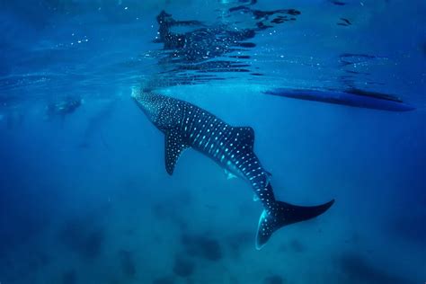 10 of the World's Best Snorkeling Destinations | Smithsonian