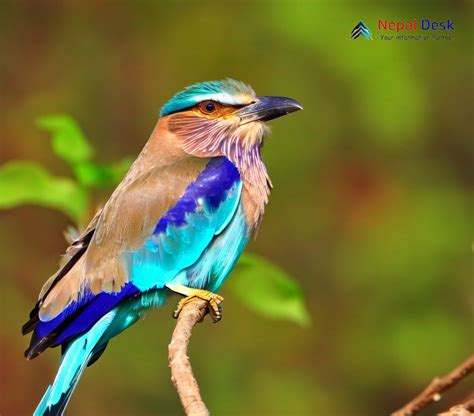 Indian Roller: The Aerial Artist of Vibrant Hues | Nepal Desk