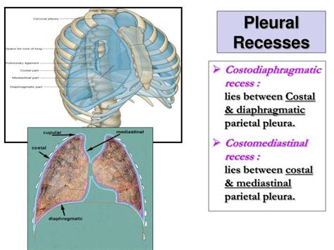 Ppt Pleura And Lung Powerpoint Presentation Id 2308086