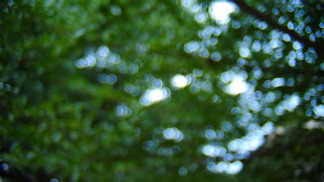 Leaf On Tree With Green Bokeh Nature Background Stock Footagegreen