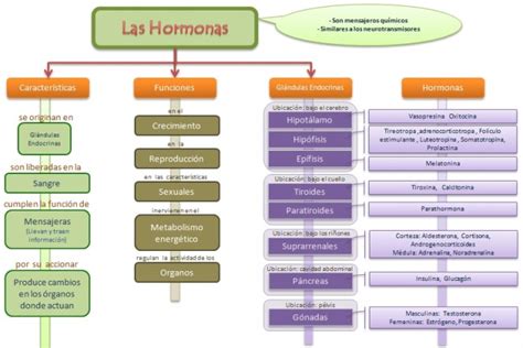 Diagrama Que Explica El Control Hormonal Organo Diana Hormon