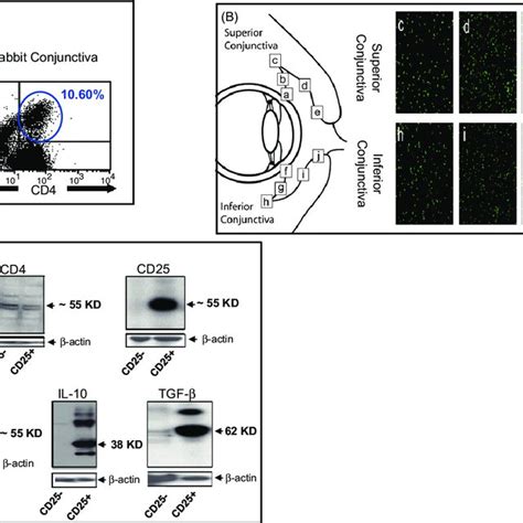 A High Numbers Of Cd Cd T Reg Cells Detected In Conjunctiva Of