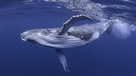 Non Troppo Tardi Per Salvare Gli Oceani Potremmo Farcela Entro Il