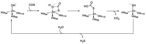 Catalysts Free Full Text Carbonic Anhydrases Versatile And Useful