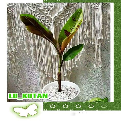 Jual POHON PISANG HIAS UNIK Shopee Indonesia