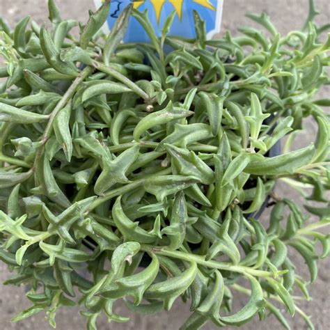 String Of Dolphins Senecio Peregrinus Anything Grows