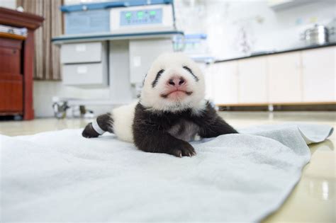 See Newborn Baby Pandas! Picture | Cutest baby animals from around the ...