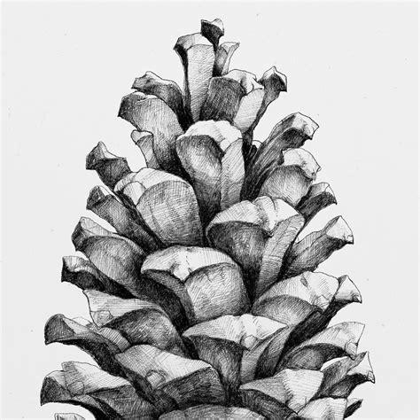 Pine Cone Sketch at PaintingValley.com | Explore collection of Pine Cone Sketch