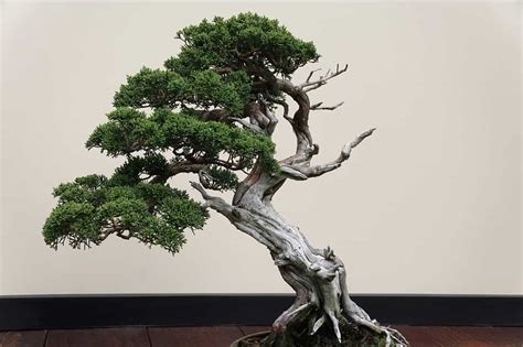 Bonsai Tree Meaning Symbolism And Significance