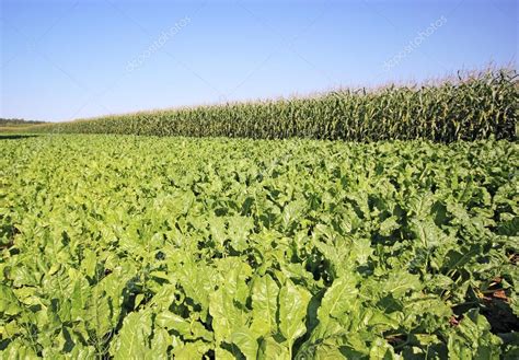 Plantation of sugar beet Stock Photo by ©zbg22 29350495