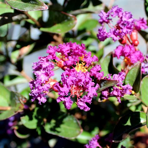 Kreppmyrte Lagerstroemia Indica Purple Star Zulauf Gartencenter