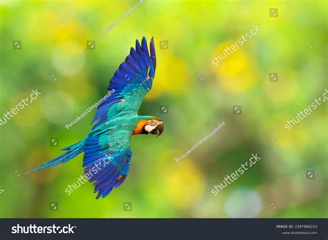 Beautiful Blue Gold Macaw Parrot Flying Stock Photo 2287966223 ...