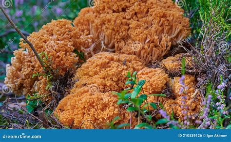 Ramaria Botrytis Commonly Known As Cluster Coral Pink Tipped Coral