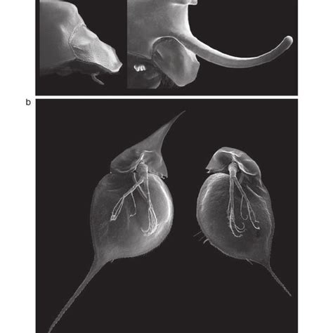 (PDF) Phenotypic Plasticity