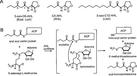 Figure From Structural Basis And Specificity Of Acyl Homoserine