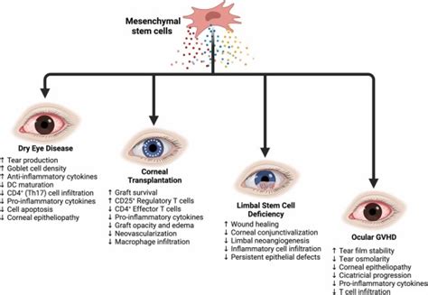 Potential Applications Of Mesenchymal Stem Cells In Ocular Surface Immune Mediated Disorders