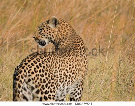 Carnivores Africa Stock Photo 1303479541 | Shutterstock