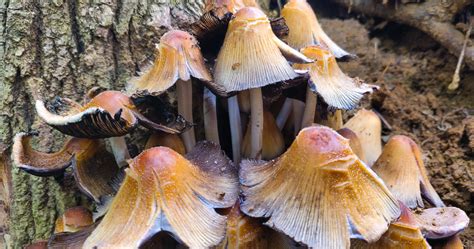 Coprinellus Micaceus Fungi Species Mushroom Identification