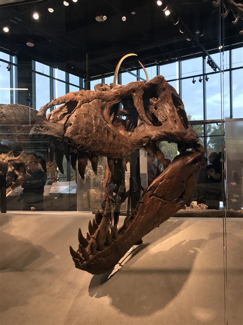 One Of The Most Well Preserved And Complete Skulls Of T Rex In The