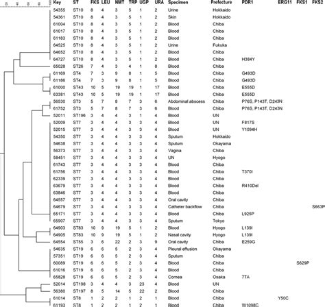 Upgma Dendrogram Showing The Similarities Among 43 C Glabrata Isolates