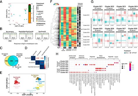 Specific Modulation Of The Root Immune System By A Community Of