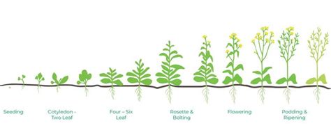 Canola Plant Stages