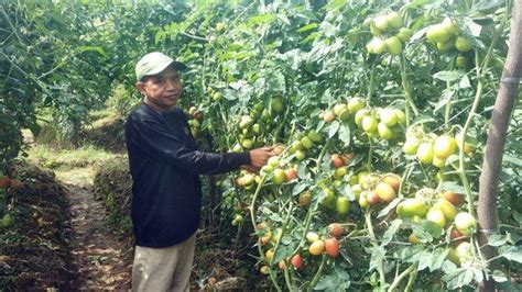 Harga Tomat Naik Saat Panen Musim Panen Petani Di Aceh Tengah