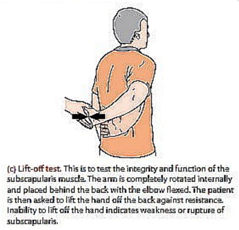 Msk Shoulder Exam Flashcards Quizlet