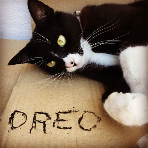 😻oreo My Cat Cats Oreo