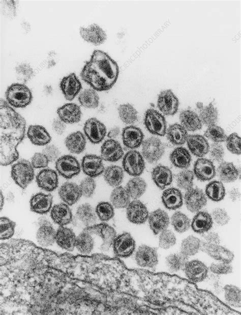 Tem Of Hiv Aids Viruses Budding From A T Cell Stock Image M