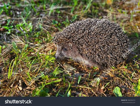 Hedgehog Natural Habitat Stock Photo 306256313 - Shutterstock