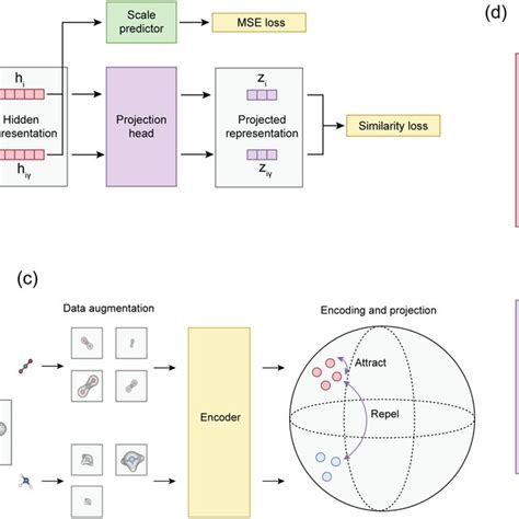 A The Workflow Of The Proposed Contrastive Learning Framework For A Download Scientific