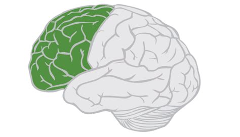 Neurology Cerebrum Frontal Lobe Basic Human Anatomy And Physiology