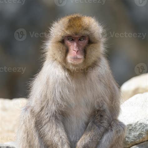 Japanese Macaque Portrait 1148996 Stock Photo at Vecteezy