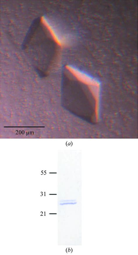 Iucr Expression Crystallization And Preliminary X Ray Analysis Of An