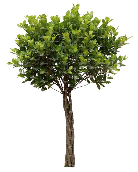 Cut Out Small Decorative Tropical Tree Cut Out Trees And Plants