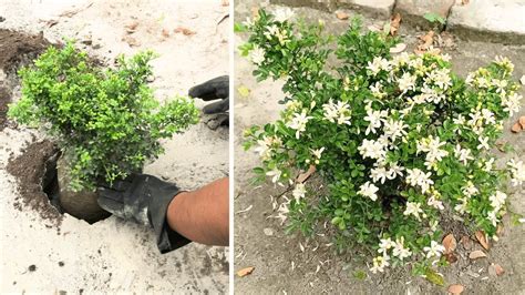 Dwarf Murraya Paniculata Dwarf Kamini Planting Care Youtube