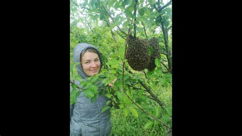 Как поймать рой пчел🐝Установка ловушки для бродячих роев🐝Гду ...