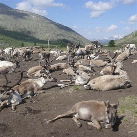 Climate Change Threatens Reindeer Herders Way Of Life In Mongolias