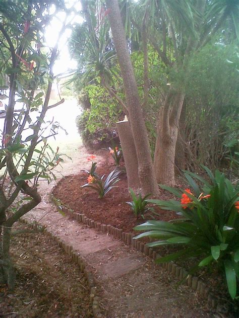 Urban Garden and Backyard Farming, South Africa: Growing Clivias in the