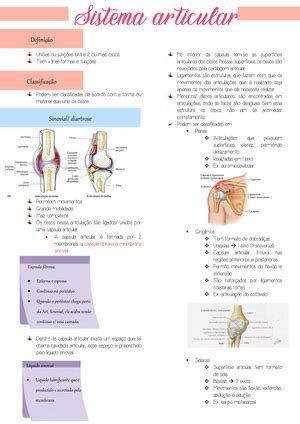 Relatório Aulas Práticas Anatomia Humana Módulo C 218141 7