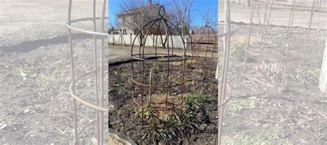 Кустодержатель для пионов купить в Новой Усмани по низкой цене | Товары ...