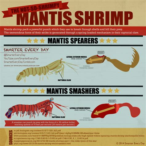 Mantis Shrimp Infographic